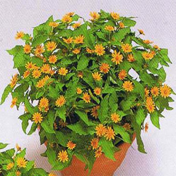 Melampodium paludosum Seeds, Original Package 20pcs Garden bonsai Flower seeds, high temperature resistance