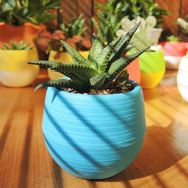 Mini Colourful plant pot