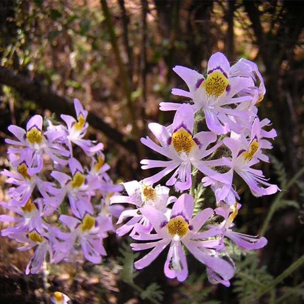 Chile Schizanthus Flower seeds