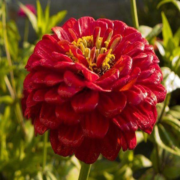 Giant Red Zinnia Flower Seeds — USA Garden Center