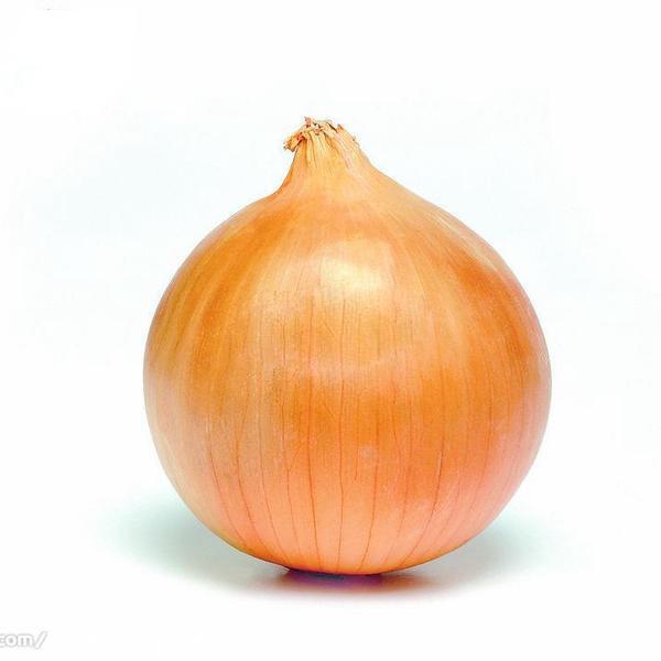 Giant Onion Seeds