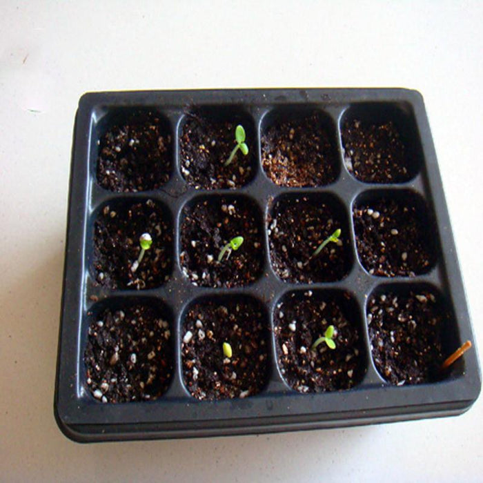 Durable12 Cells Hole Plant Seeds Grow Tray