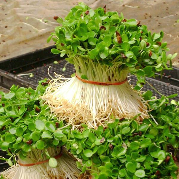 Radish Sprouts Seeds