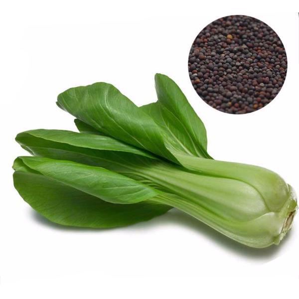 Pak Choi Bok Choy Chinese Cabbage Seeds