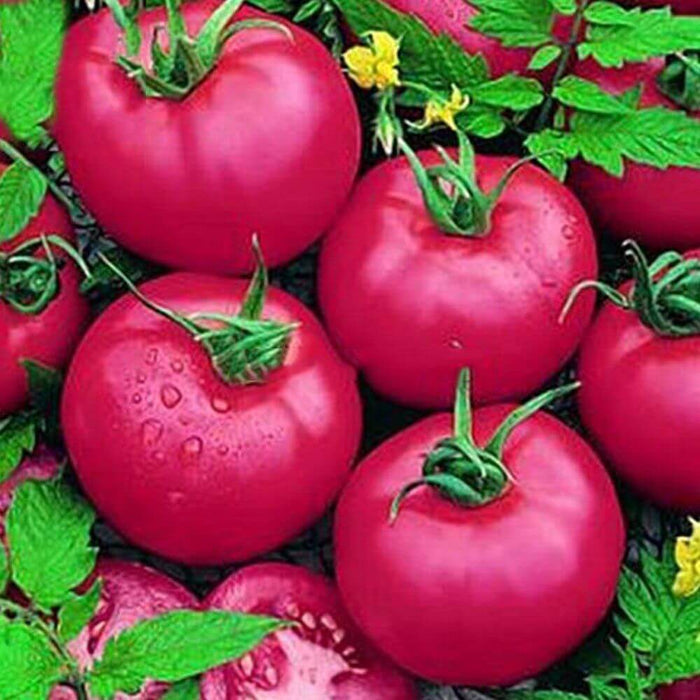 Pink Tomato Seeds