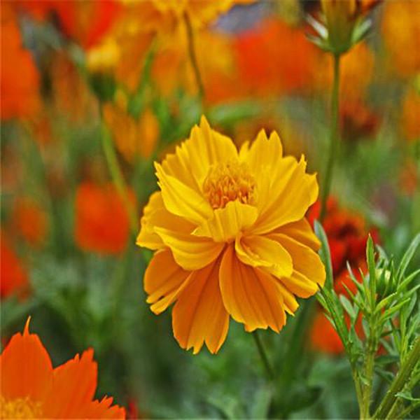 Yellow Orange Mix Cosmos Bipinnatus Seeds