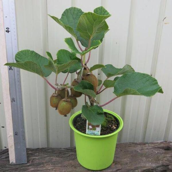 Kiwi Fruit Plotted Plant Seeds - 100 Pcs