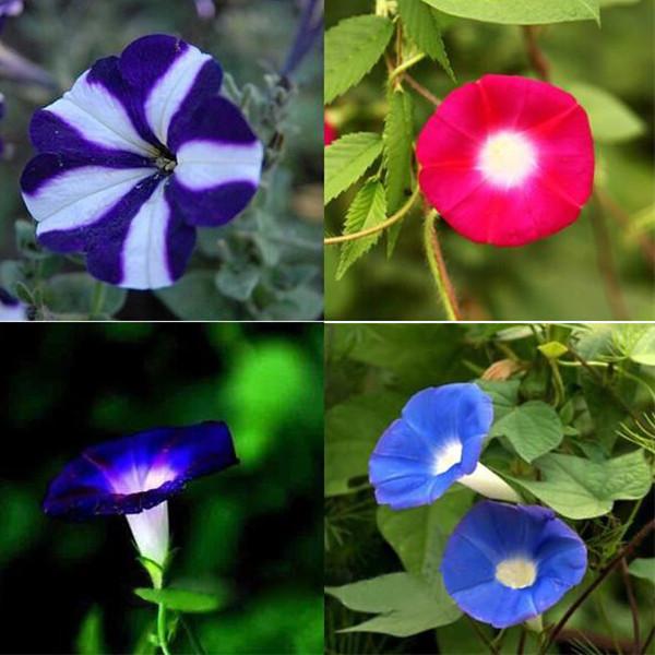 Pink Blue Ipomoea Morning Glory Seeds
