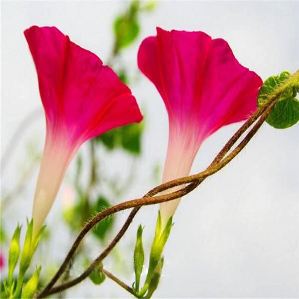 Pink Ipomoea Morning Glory Seeds