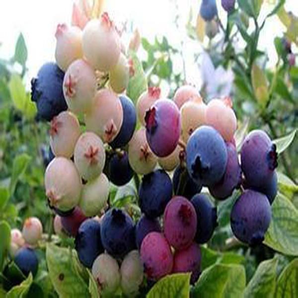 Purple Blueberry Seeds