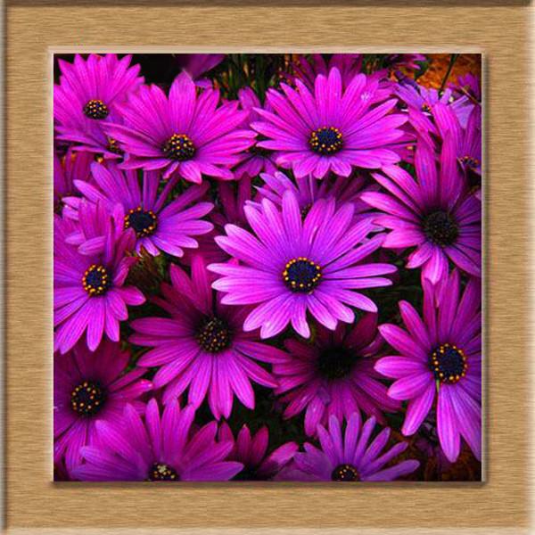 Purple Daisy Flower Seeds