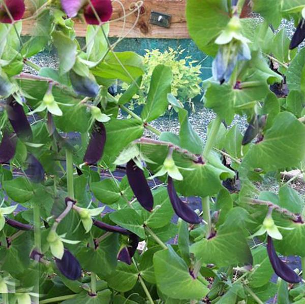 Purple Sweet Pea Seeds