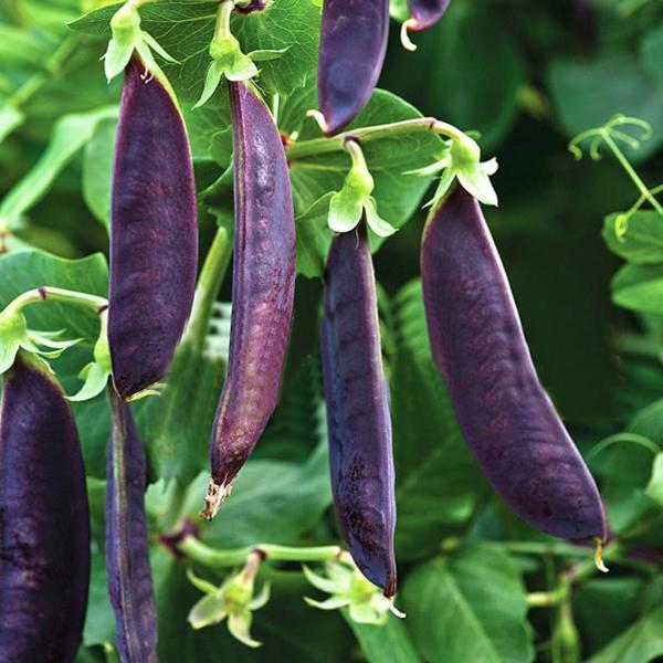 Purple Sweet Pea Seeds