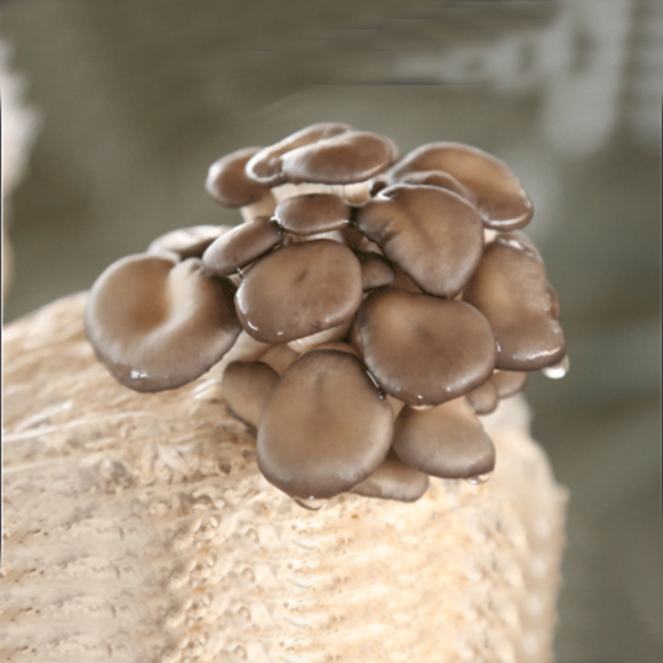 white button Mushroom seeds