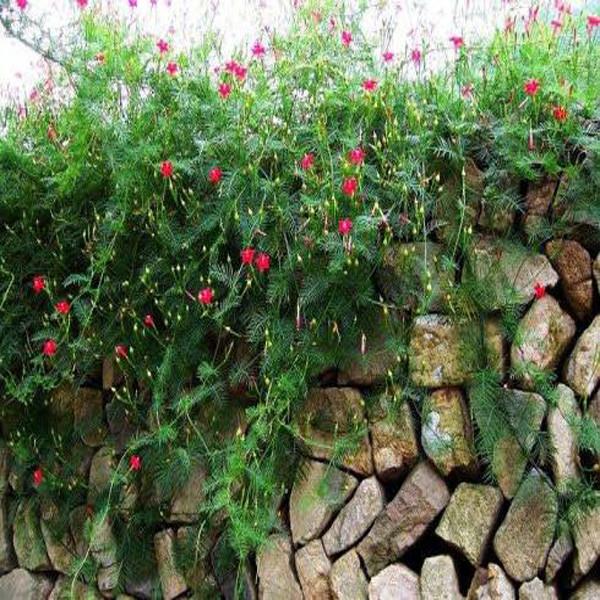 Cypress Vine Flower
