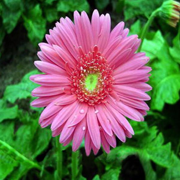 Rare Gerbera Seeds, 10 kinds 100 Mix Colors Flower Seeds, High survival Rate for Home and Garden. 2