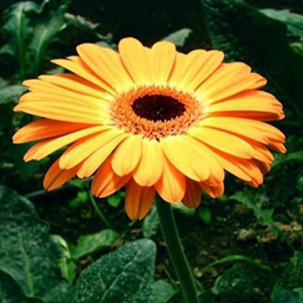 Rare Gerbera Seeds, 10 kinds 100 Mix Colors Flower Seeds, High survival Rate for Home and Garden. 3