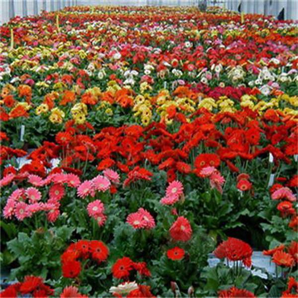 Rare Gerbera Seeds, 10 kinds 100 Mix Colors Flower Seeds, High survival Rate for Home and Garden. 8