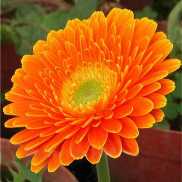 Rare Gerbera Seeds, 10 kinds 100 Mix Colors Flower Seeds, High survival Rate for Home and Garden. 4