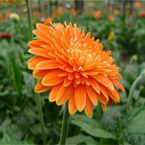 Rare Gerbera Seeds, 10 kinds 100 Mix Colors Flower Seeds, High survival Rate for Home and Garden. 6