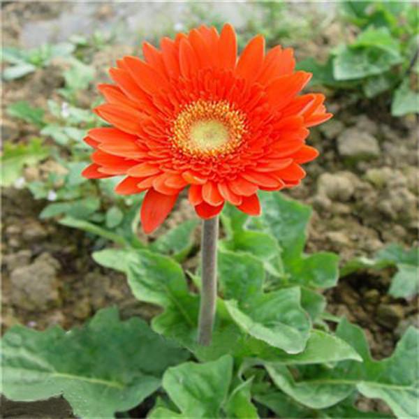 Rare Gerbera Seeds, 10 kinds 100 Mix Colors Flower Seeds, High survival Rate for Home and Garden. 9
