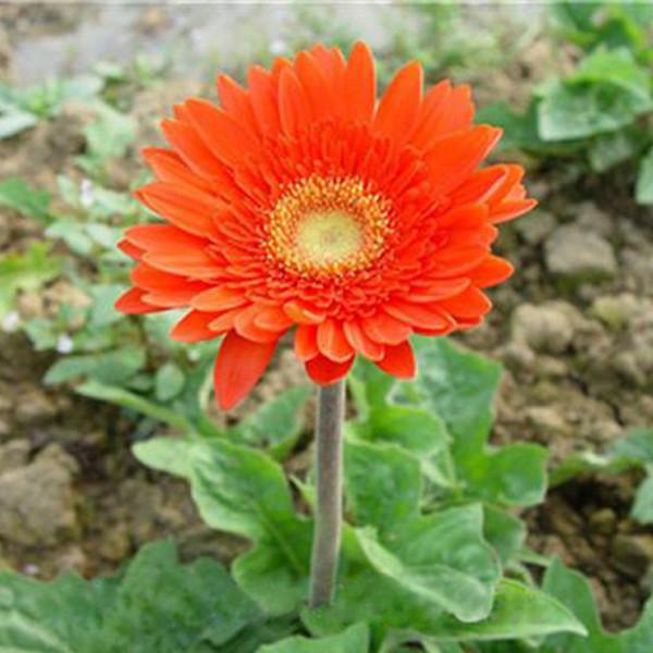 Rare Gerbera Seeds, 10 kinds 100 Mix Colors Flower Seeds, High survival Rate for Home and Garden. 5