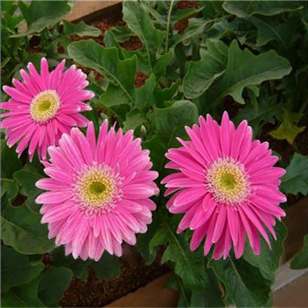 Rare Gerbera Seeds, 10 kinds 100 Mix Colors Flower Seeds, High survival Rate for Home and Garden. 12