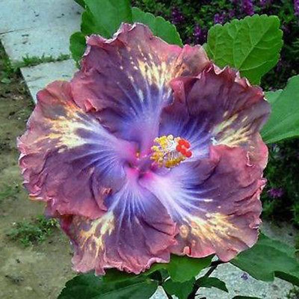 Giant Dark Purple Mix Hibiscus Exotic Coral Flowers Seeds