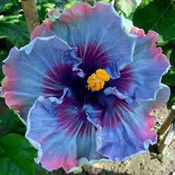 Giant Dark Blue Mix Hibiscus Exotic Coral Flowers Seeds
