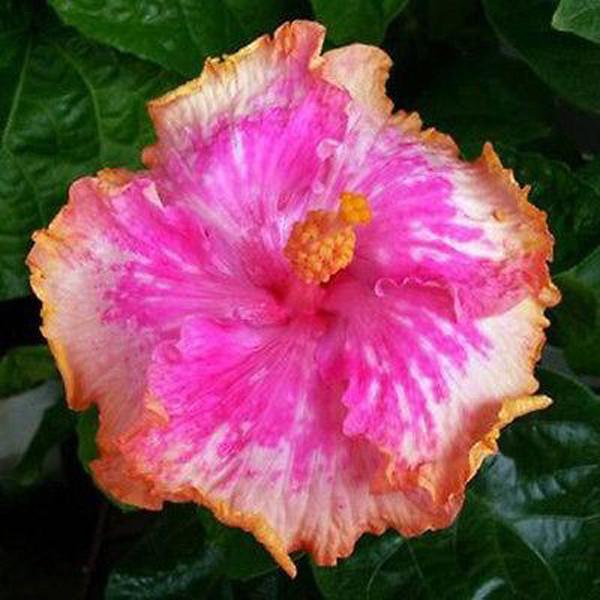 Giant Pink Hibiscus Exotic Coral Flowers Seeds