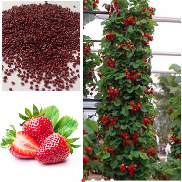 Red Climbing Strawberry Seeds