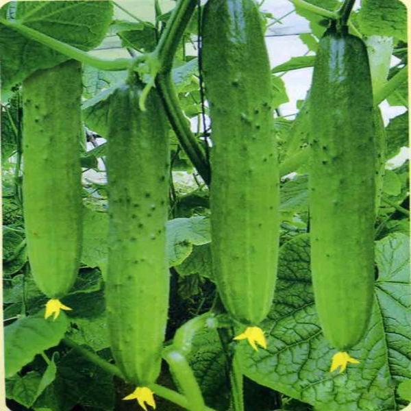Dry Cucumber Seeds