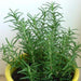 Rosemary (5 Seeds) - Rama Deals - 6
