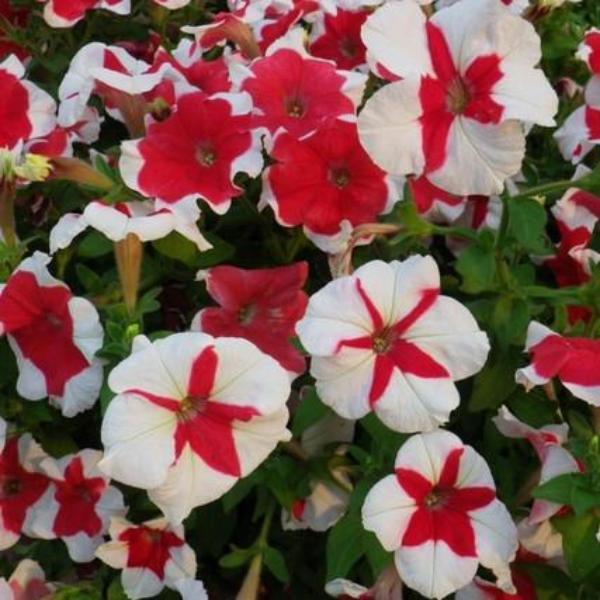 White Red Scarce Rare Phantom Petunia Flower Seeds