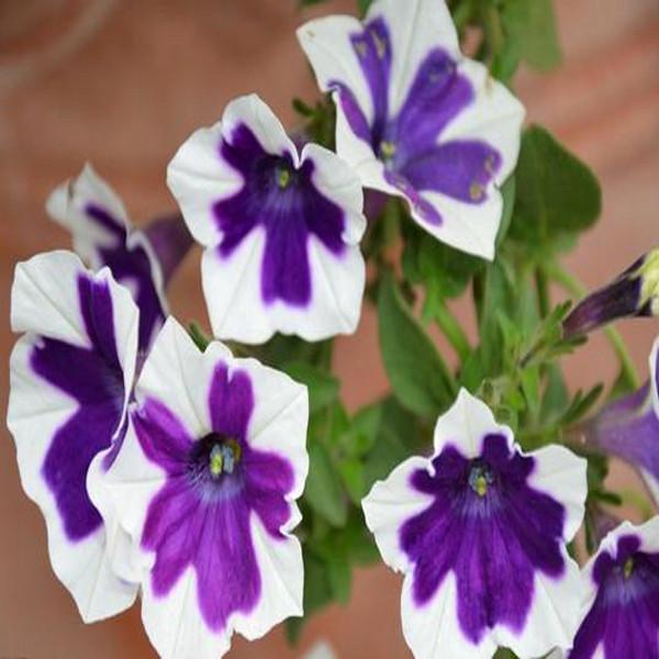 White Purple Scarce Rare Phantom Petunia Flower Seeds