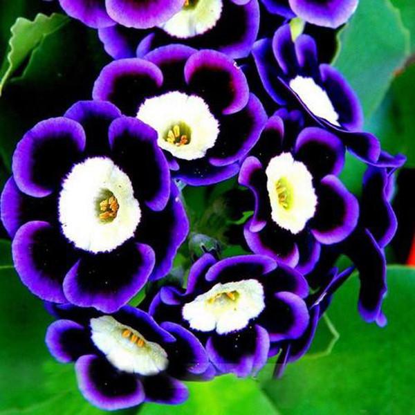 Black Purple Scarce Rare Phantom Petunia Flower Seeds