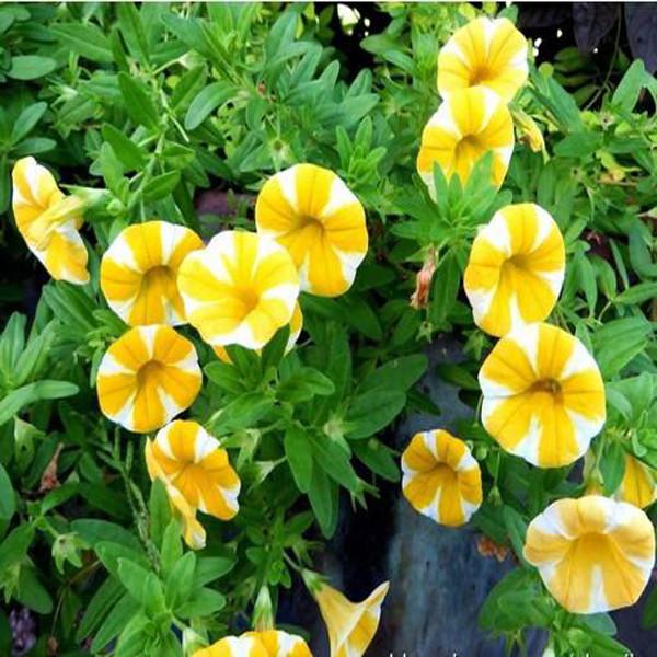Yellow Scarce Rare Phantom Petunia Flower Seeds