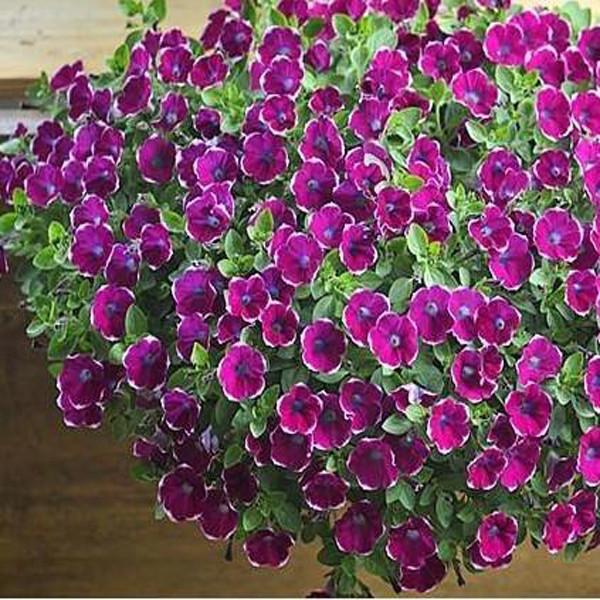 Light Purple Scarce Rare Phantom Petunia Flower Seeds