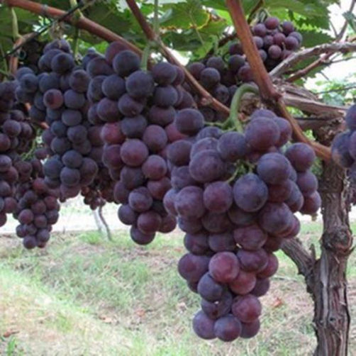 Purple Kyoho Grape Seeds — USA Garden Center