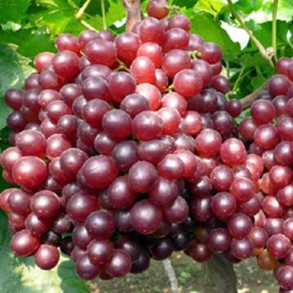 Red Kyoho Grape Seeds