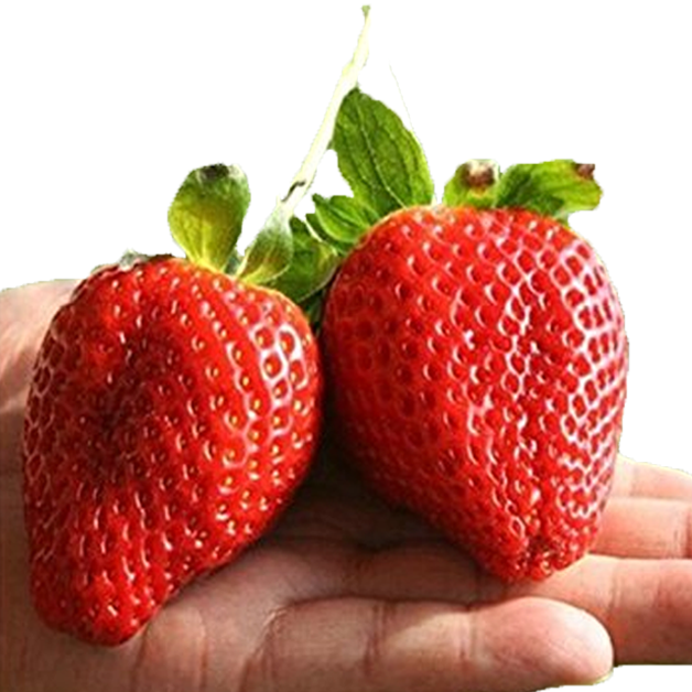 Giant Strawberry Seeds