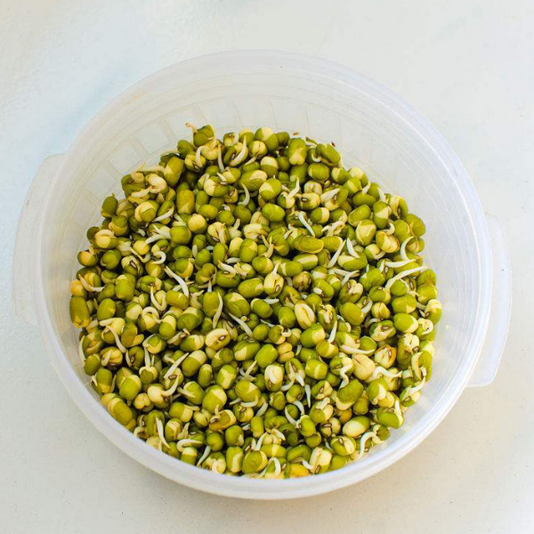 Green Bean Sprout Seeds