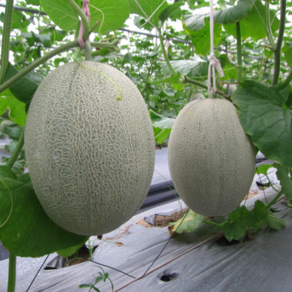 Sweet Melon Seeds