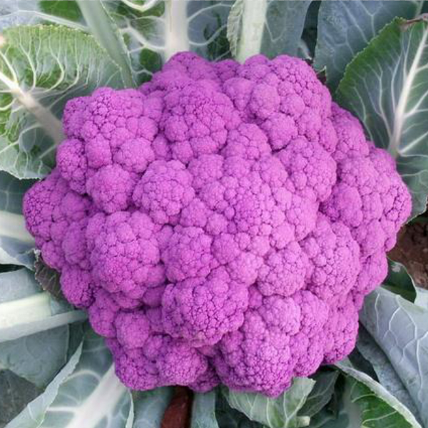 Graffiti Dark Purple Cauliflower