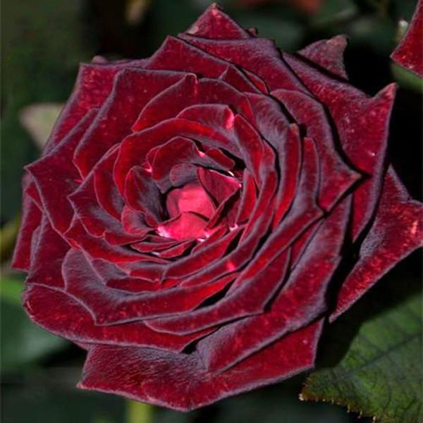 True Blood Black Rose Seeds
