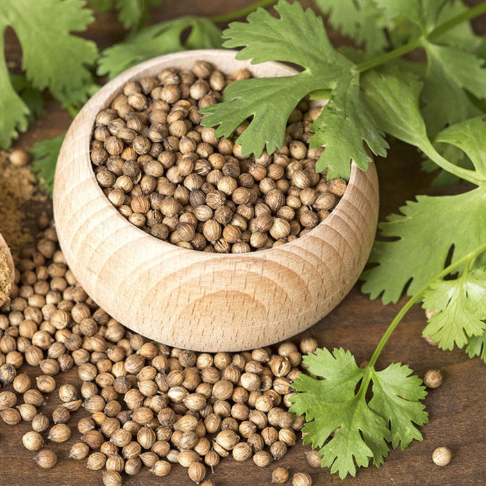 Coriander Seeds for Planting