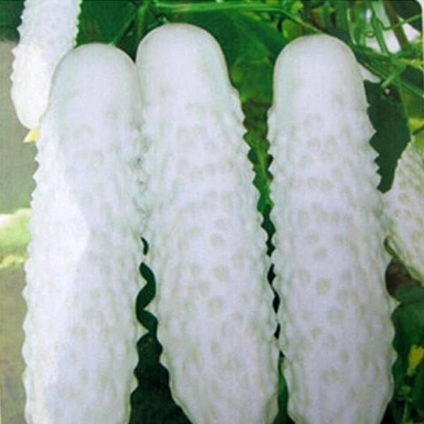 White Cucumber Seeds (100 Seeds)