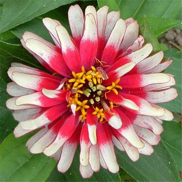White and Red Small Zinnia Flower Seeds
