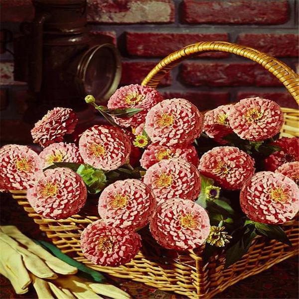 Red Zinnia FlowerSeeds
