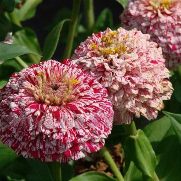 Mixed Colors Small Zinnia Flower Seeds